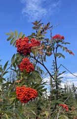 Sorbus sitchensis