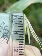 Elymus wiegandii