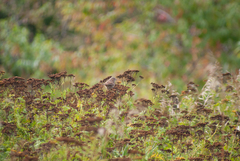Melospiza melodia image