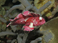 Taenianotus triacanthus