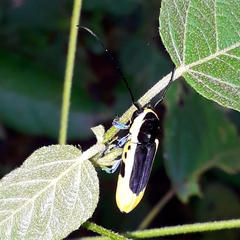 Tragocephala nobilis