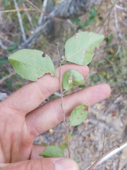 Margaritaria discoidea nitida