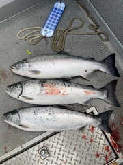 Oncorhynchus kisutch