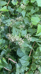 Mikania scandens
