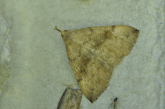 Phalaenostola eumelusalis