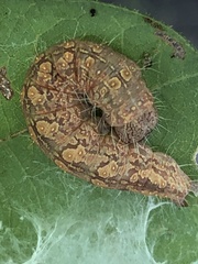 Acronicta increta