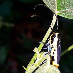 Tragocephala nobilis