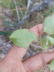 Margaritaria discoidea nitida