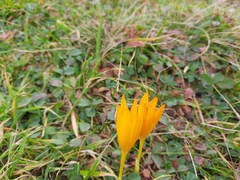 Crocus scharojanii