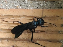 Chalybion californicum