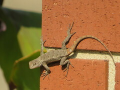 Sceloporus consobrinus