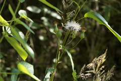 Gynura