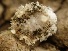 Ceraeochrysa lineaticornis