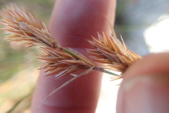 Hypodiscus aristatus