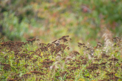 Melospiza melodia image