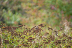 Melospiza melodia image