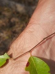 Margaritaria discoidea nitida