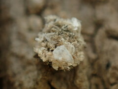 Ceraeochrysa lineaticornis