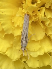 Agriphila