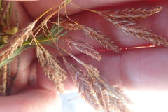 Hypodiscus aristatus