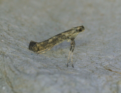 Caloptilia