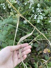 Elymus wiegandii