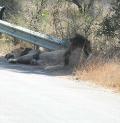 Panthera leo melanochaita