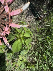 Acalypha ostryifolia