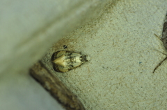 Phalonidia memoranda