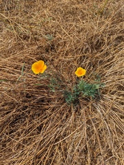 Eschscholzia