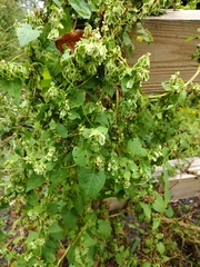 Fallopia scandens