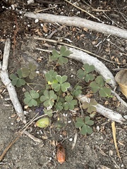 Oxalis