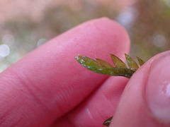 Fontinalis antipyretica