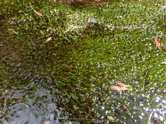 Fontinalis antipyretica