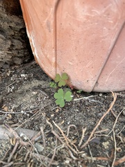 Oxalis