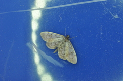 Anania tertialis