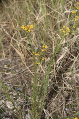 Galatella linosyris