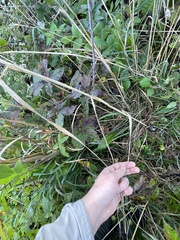 Elymus wiegandii