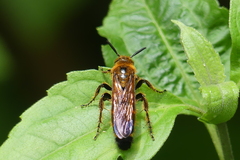 Phalerimeris phalerata