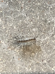 Scutigera coleoptrata