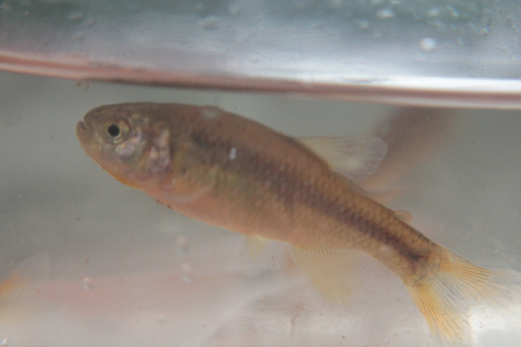 Highland tetra (Creagrutus ouranonastes) — Characidae