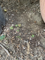 Oxalis