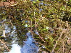 Galium trifidum