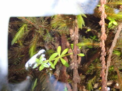 Galium trifidum
