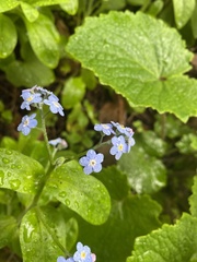 Myosotis sylvatica