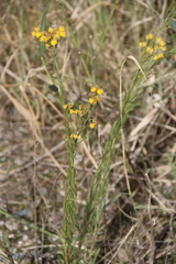 Galatella linosyris