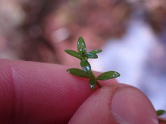 Galium trifidum