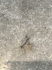 Scutigera coleoptrata