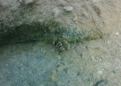 Serranus hepatus