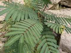 Albizia julibrissin